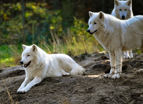 dreaming of a white wolf