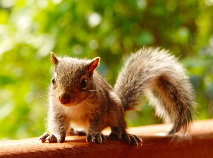 dreaming of a squirrel meaning