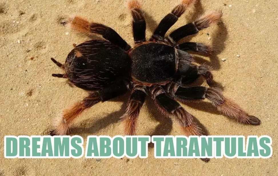 spider dream symbolism