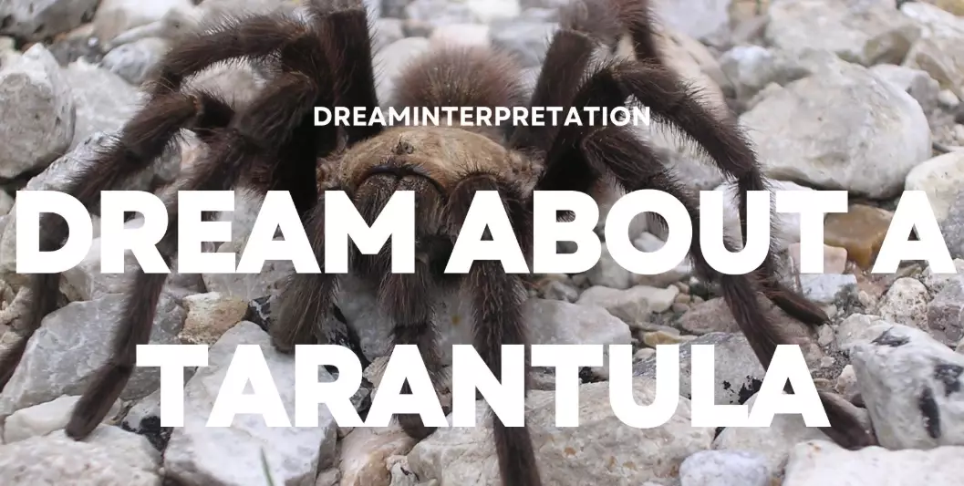 spider dream symbolism
