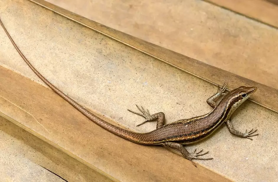 dream about lizards