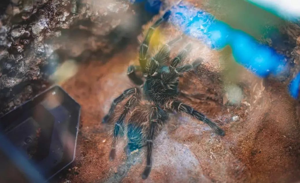 Dreams About Tarantulas: Decoding Fear, Control & Feminine Power