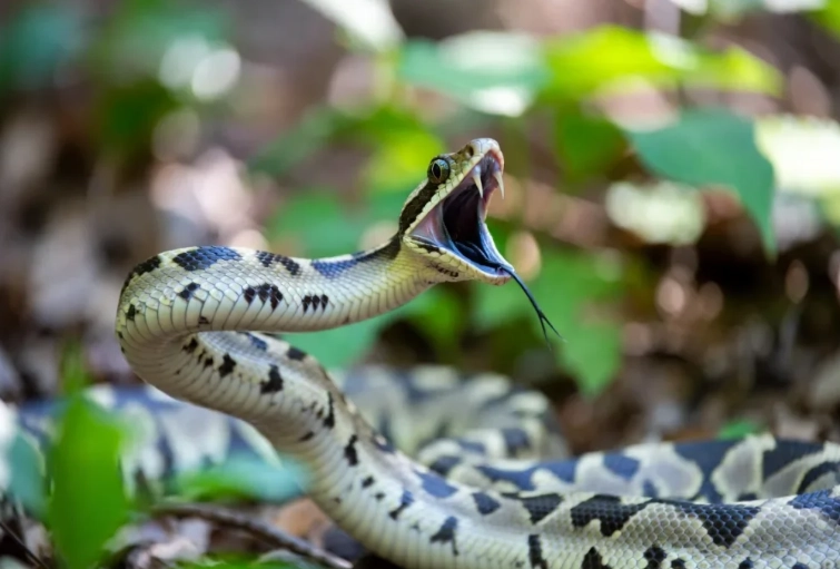 dream interpretation snakes