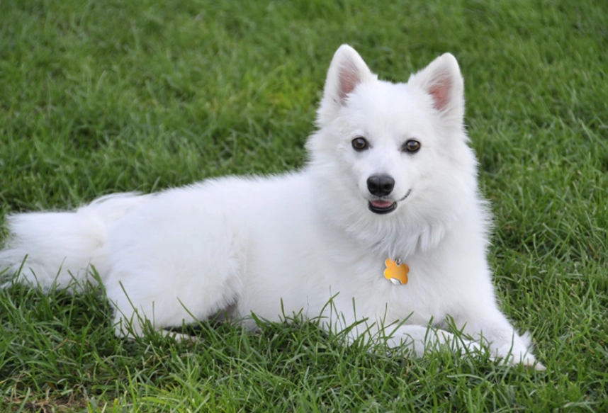 dream interpretation white dog