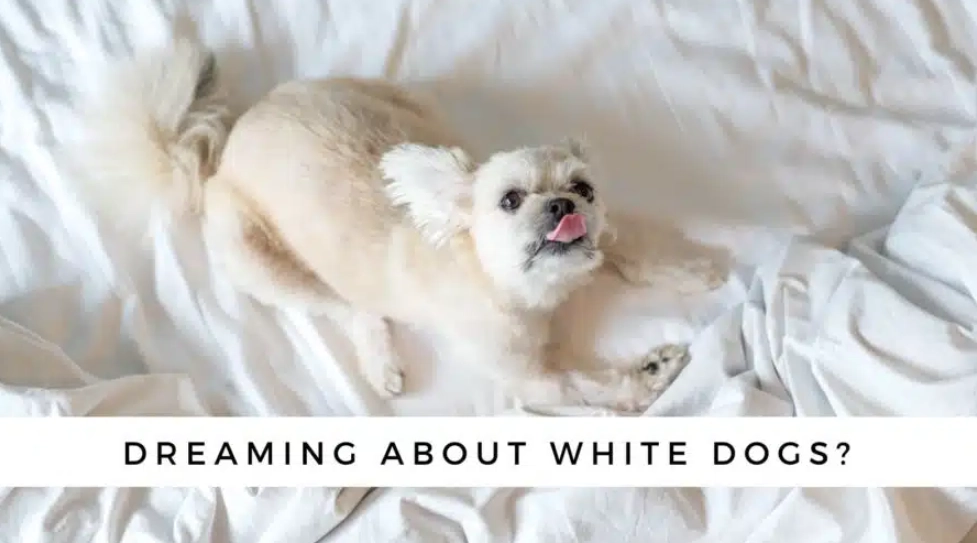 spiritual meaning of white dog in dream