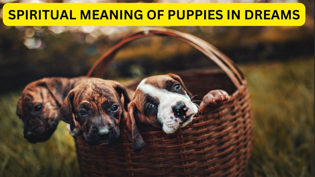 puppy dream interpretation