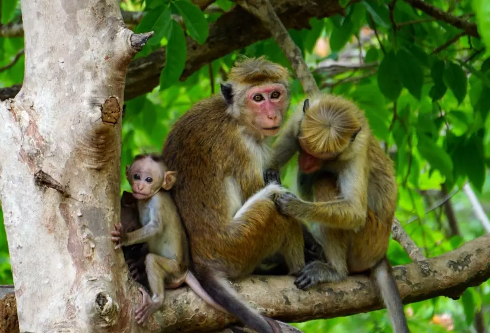 dreaming of monkeys