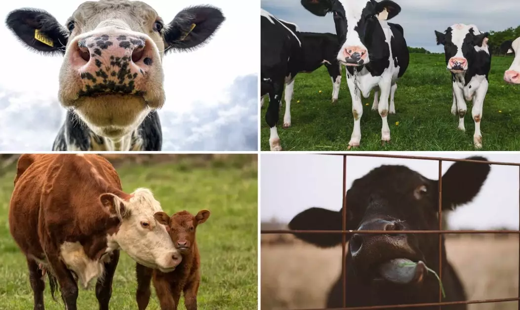 dreaming of a cow