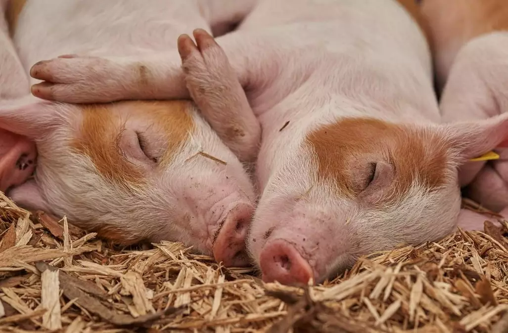 what does dreaming of pigs mean