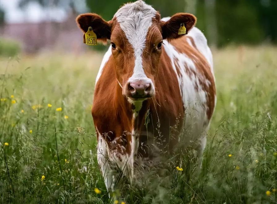 cow dream interpretation