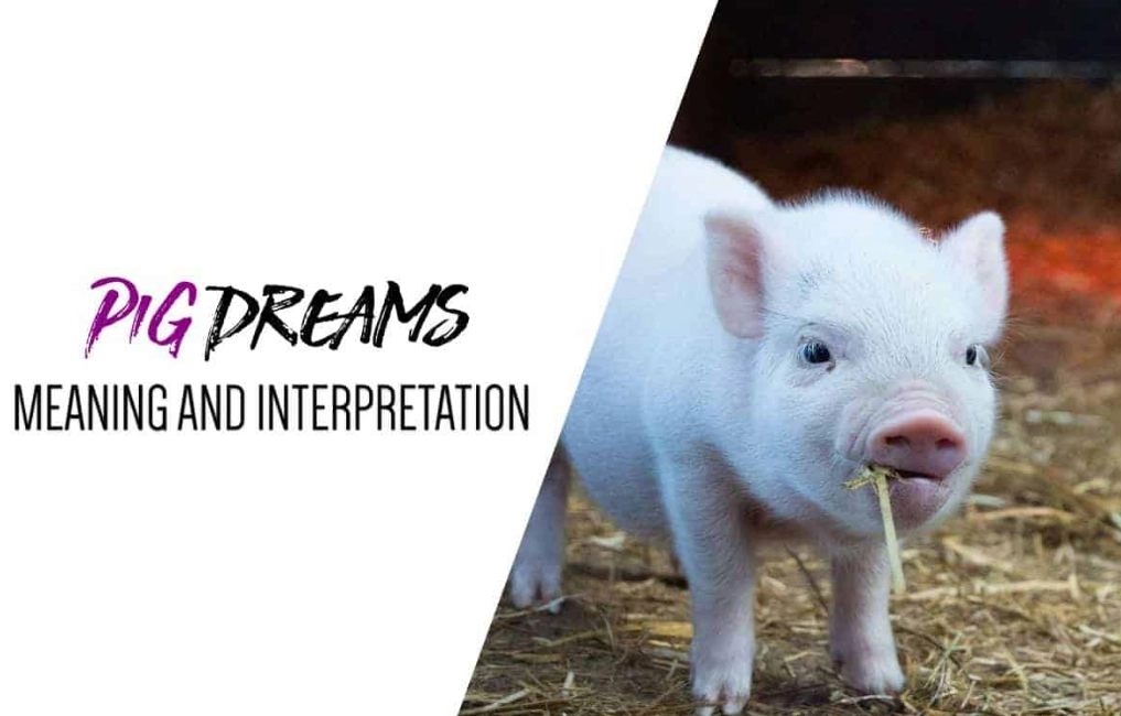 dream of pigs