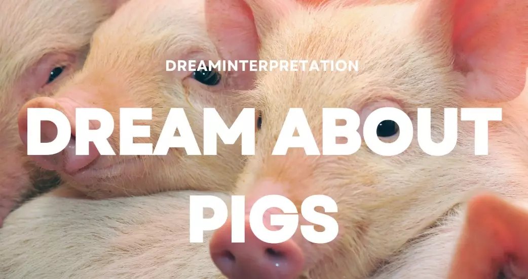 pig dream interpretation