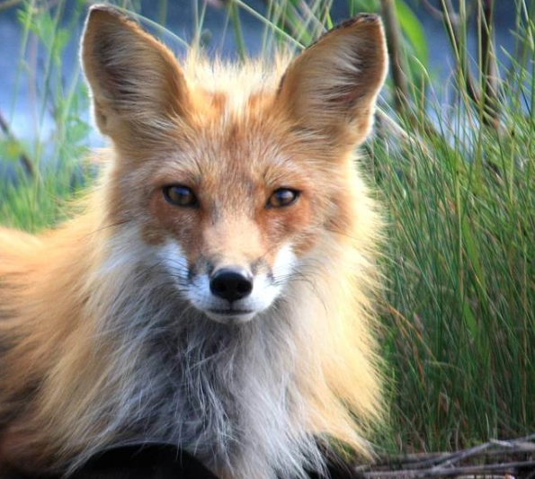 fox dream interpretation