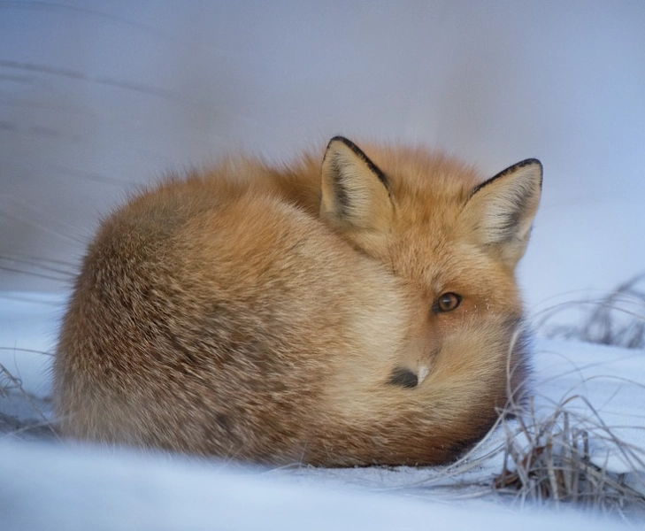 fox dream interpretation