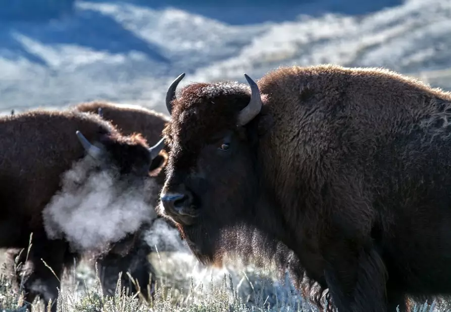 buffalo dream meaning