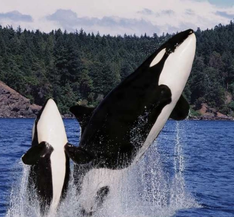 orca dream interpretation